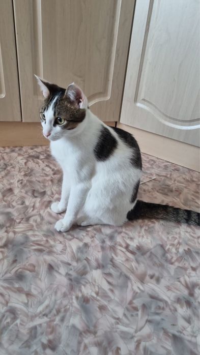 Ищем дом для котика