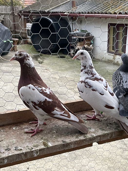 Vand/Schimb Porumbei voiajori meulemans