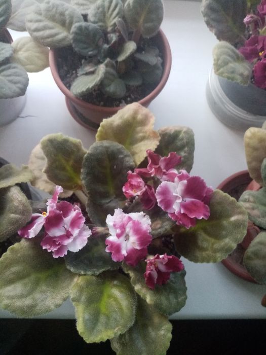 Живые цветы в горшках