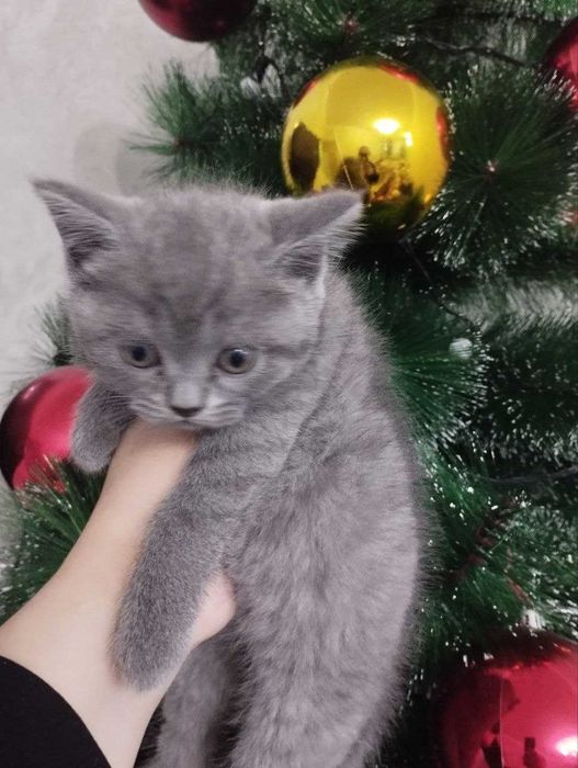 Продаются котята, девочки, одна страйт, 2 фолд вислоухие