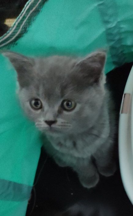 Британски мушукчалар