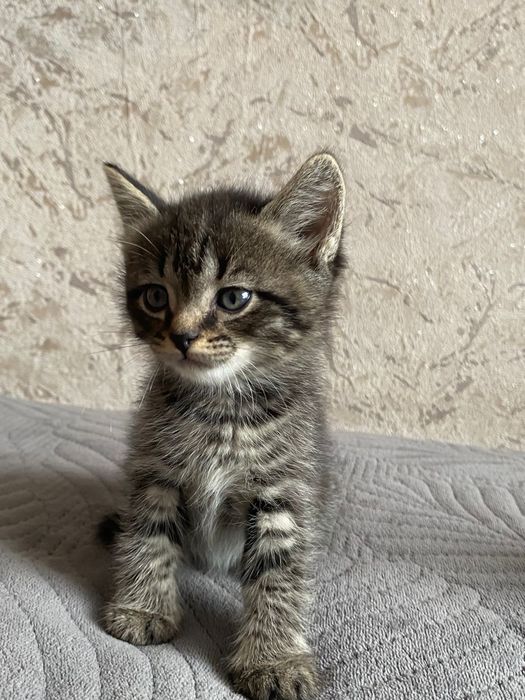 Котята бесплатно