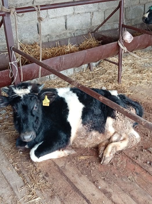 Екі сыйыр сатылады