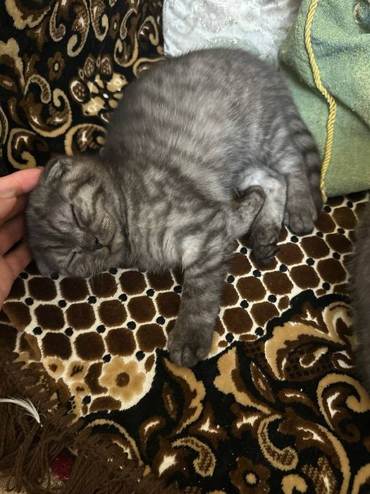 Mushukcha scottish fold shinshila