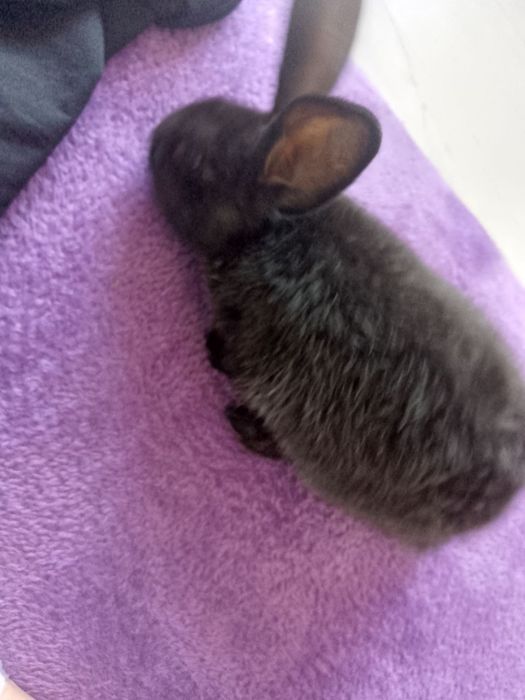 Уй куёнлар бор 2 ойга тулган