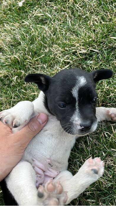 Отдам щенков девочки