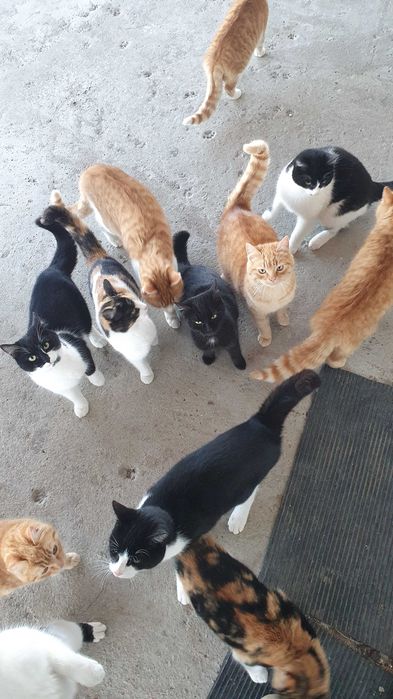 Рижави котета на 6 мес. търсят дом