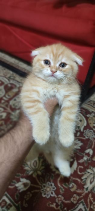 Зотли мушукчалар