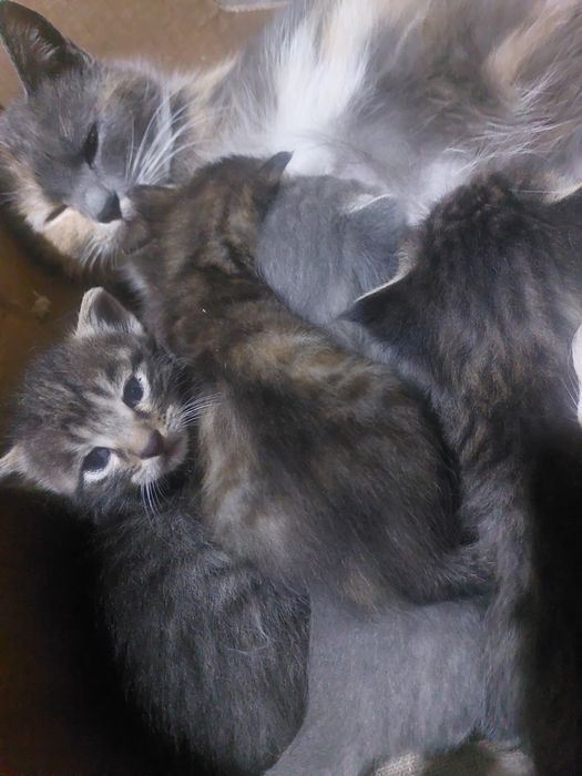Котята , мышеловы, змееловы
