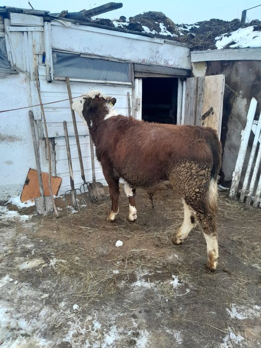 Продам бычка белоголового