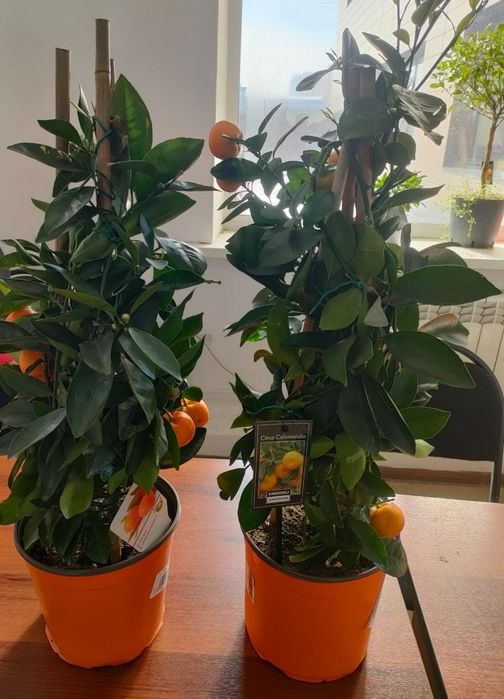 Цитрусы в горшках
