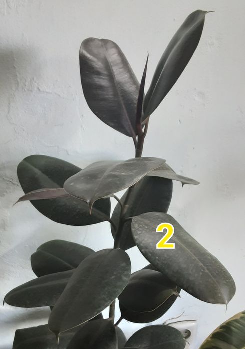 Фикус разных сортов