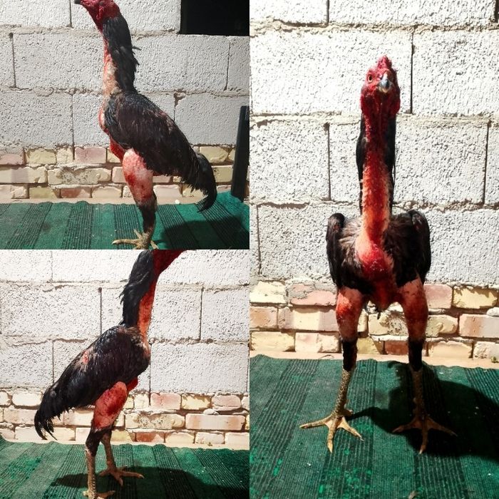 Xoroz sotiladi urushadigan xoroz kulangi