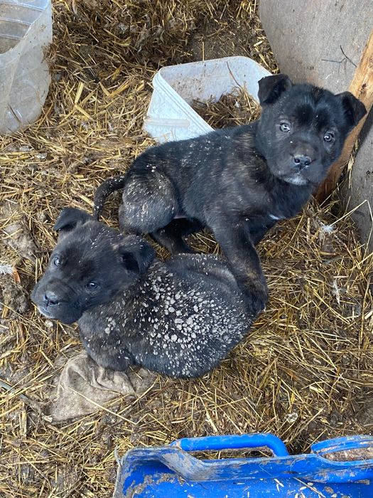 Кане корсо ваксинирани