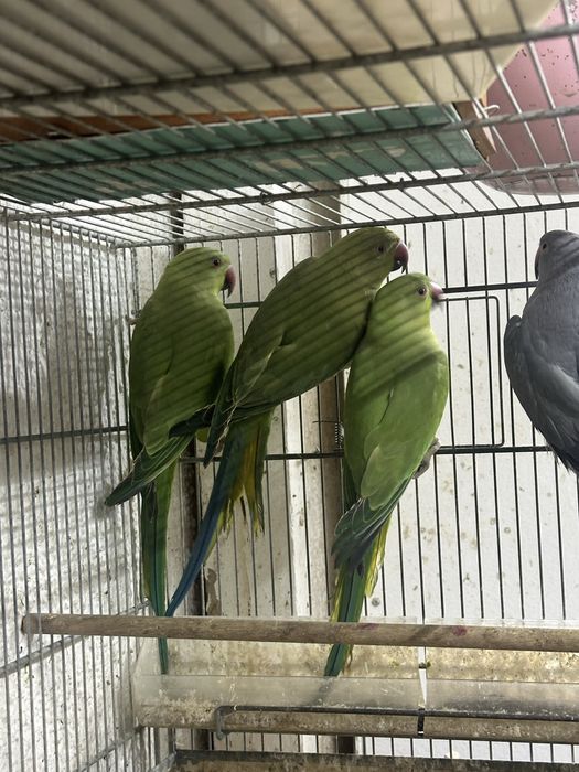 Papagali Micul  Alexander