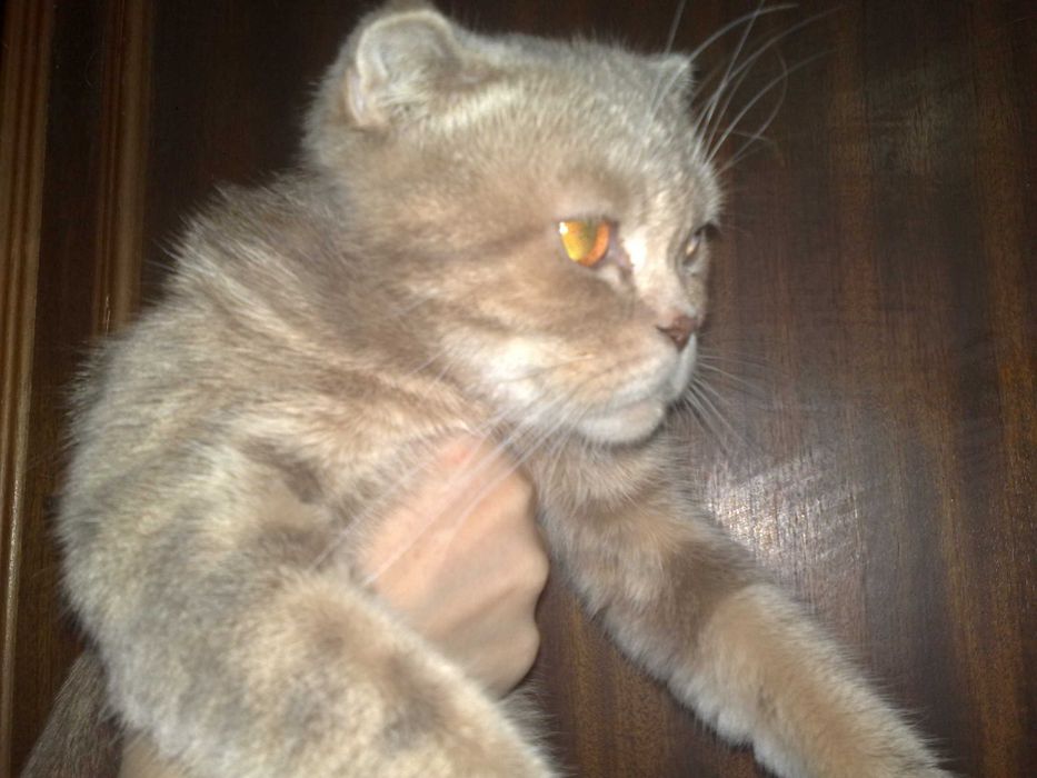 Кошка скотиш фолд, шиншила 1 годик