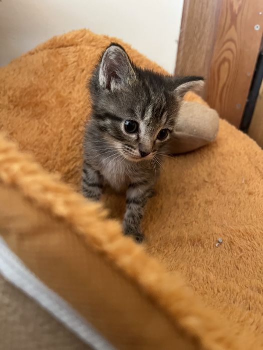 Котенок девочка 1,5 месяца