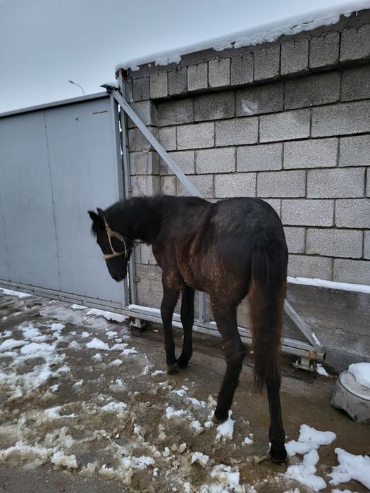 Тай семіз 2025ж.