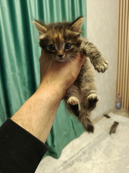 Отдам в добрые руки!!!