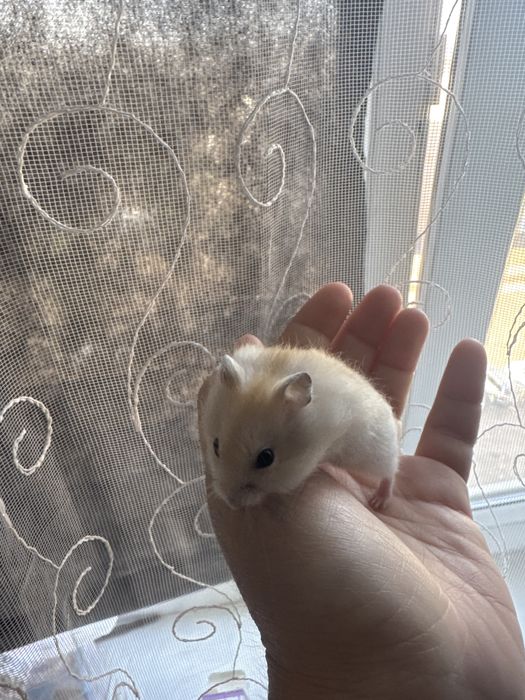 Хомячки джунгарские