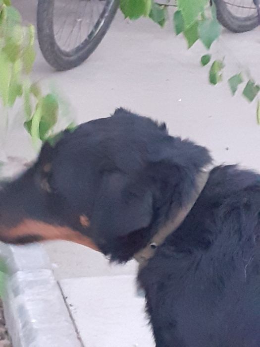 Кобель ягдтерьер вязка