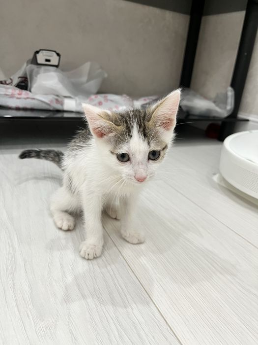Котенок бесплатно
