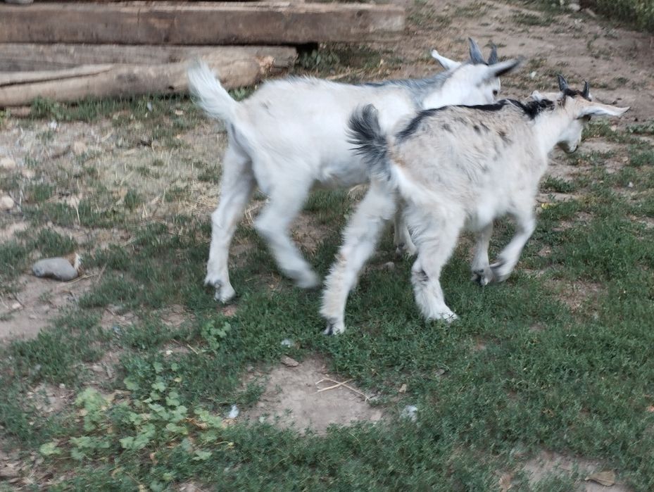 Лақтар егіз еркек ұрғашы