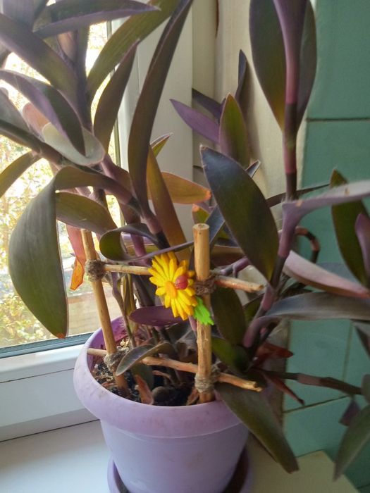 Комнатный цветок