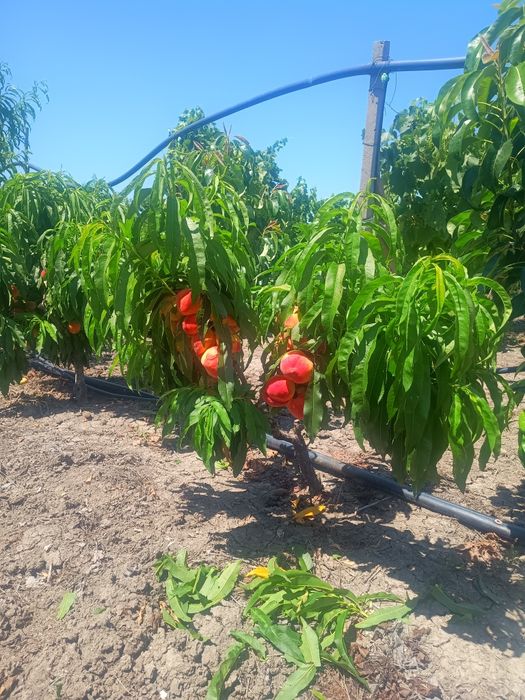 Pomi altoiți, pomi eczotici,columnari,trandafiri, viță de vie,nuc.