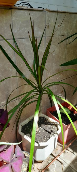 Продавам палма Юка и други