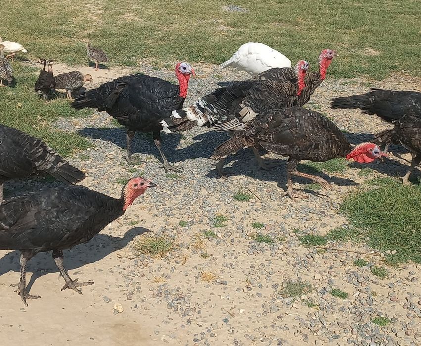 Курка,индюк тухуми сотилади 50 та