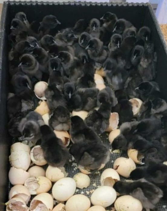 Продам цыплят черных