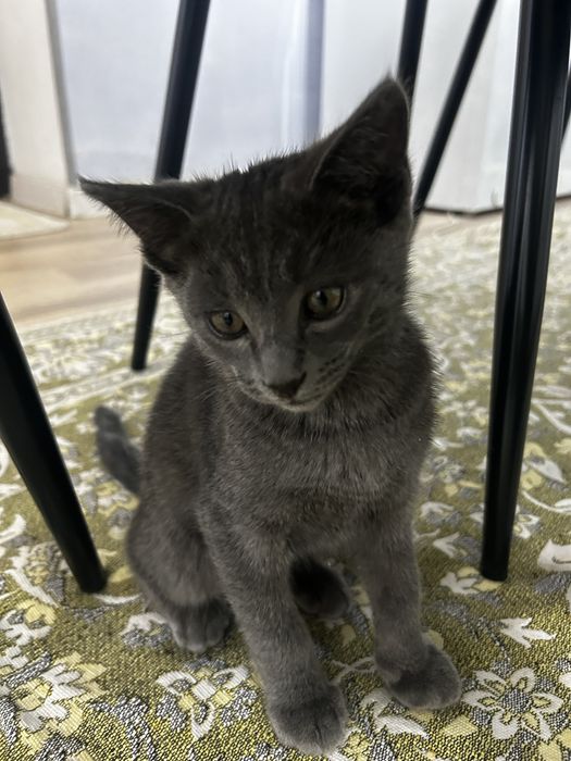 домашние кошкиии