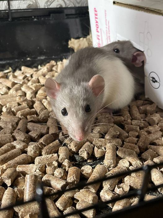 Отдам двух декоративных крыс девочки.