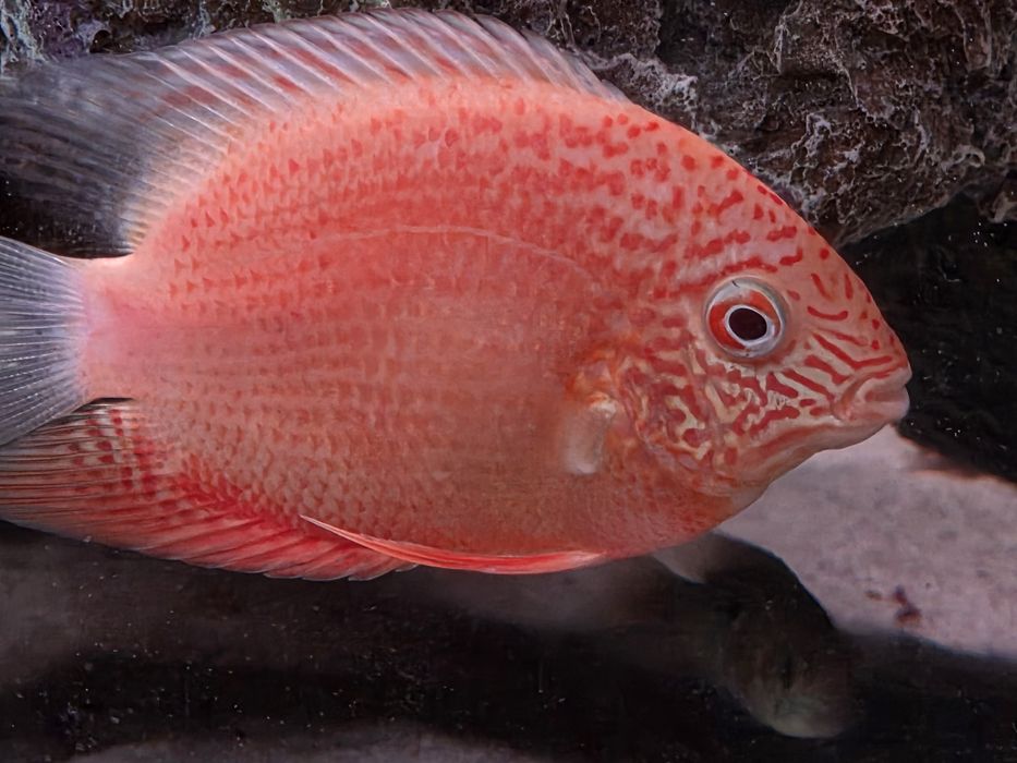 Северум красноточечный