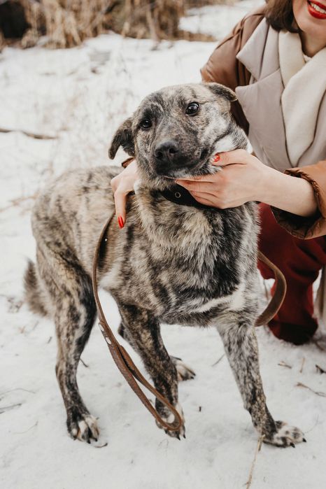 Дружка ищет дом и семью