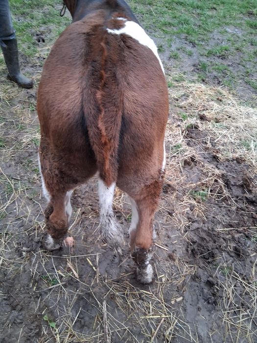 Vând 2 vitele și un taur