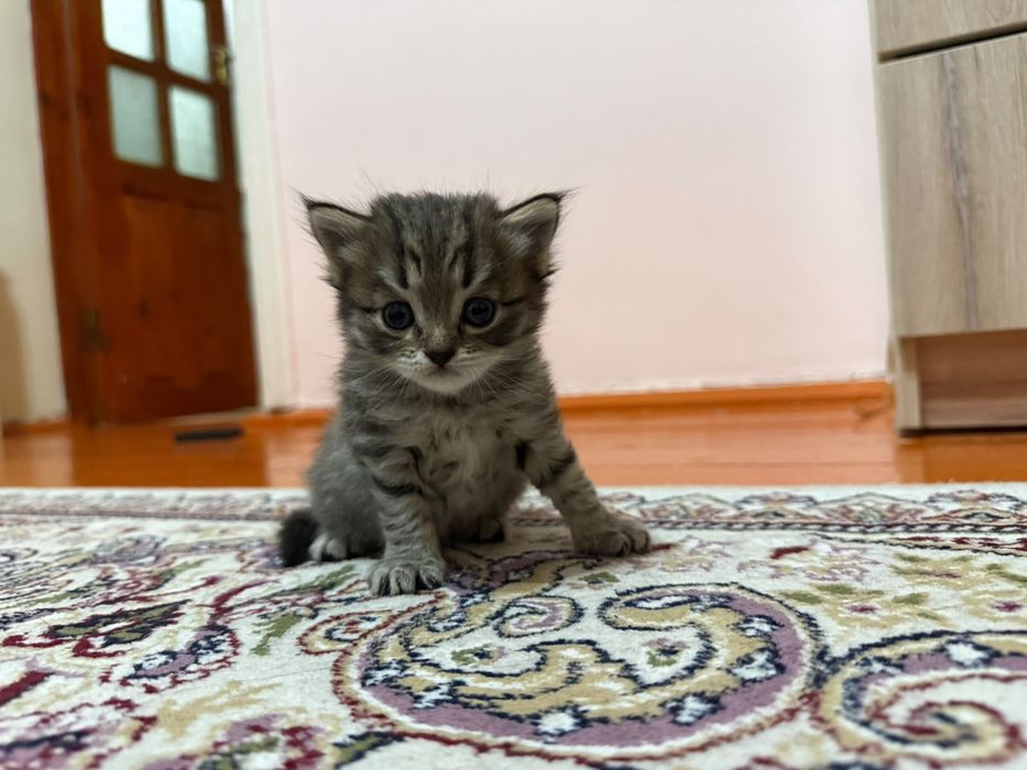Продаются породистые котята.