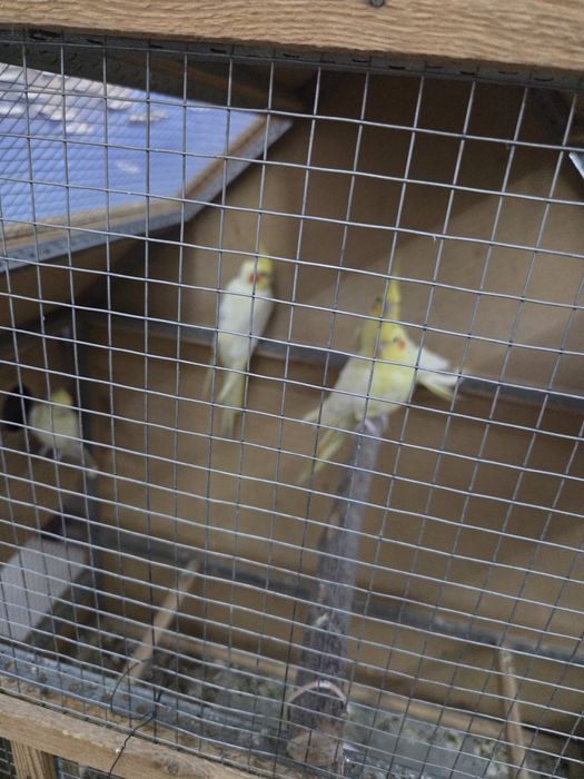 Корелла попугай с клеткой