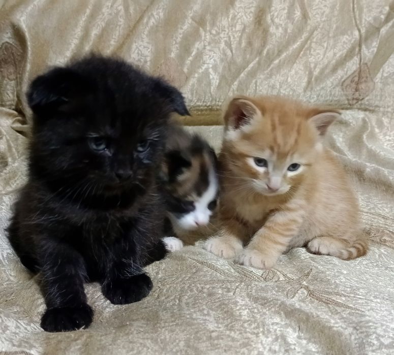 Котята вислоухие отдам в хорошие руки, Mushuk bolalari