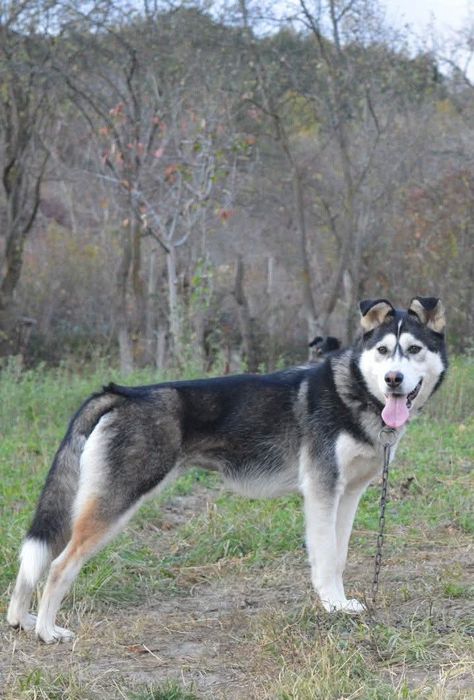 Metis de Husky pentru adopție