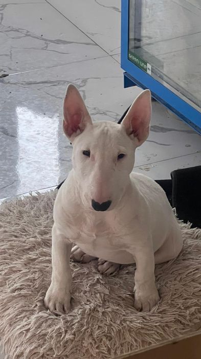 Бультерьер на вязку, разведение потомства