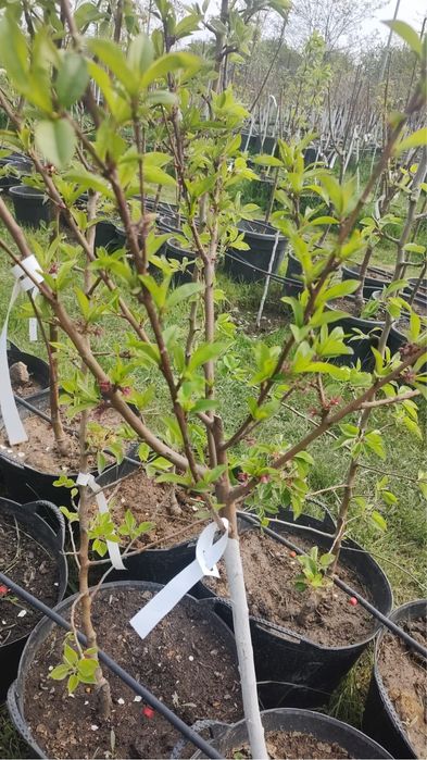 Pomi fructiferi pe rod !