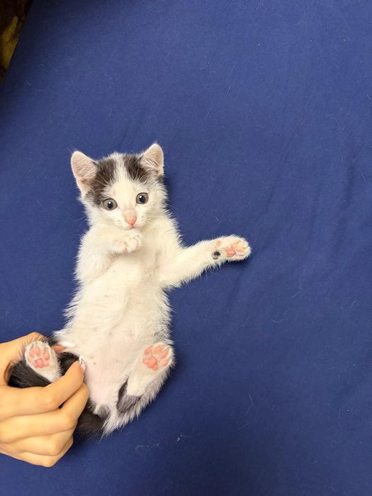 Отдам троих котят