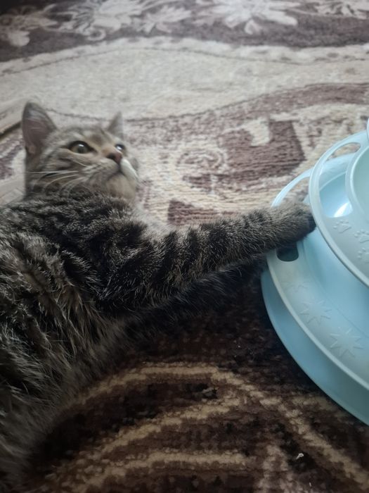 Котёнок девочка в ответственные руки