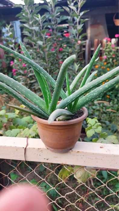 Продам алоэ комнатное растение