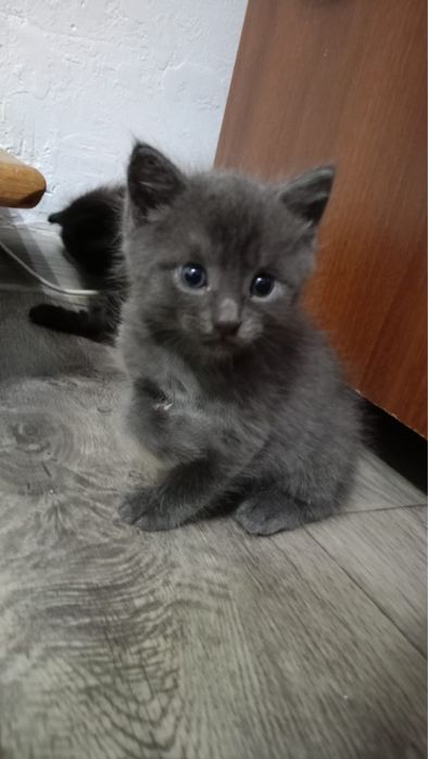 Отдам котят в хорошие руки