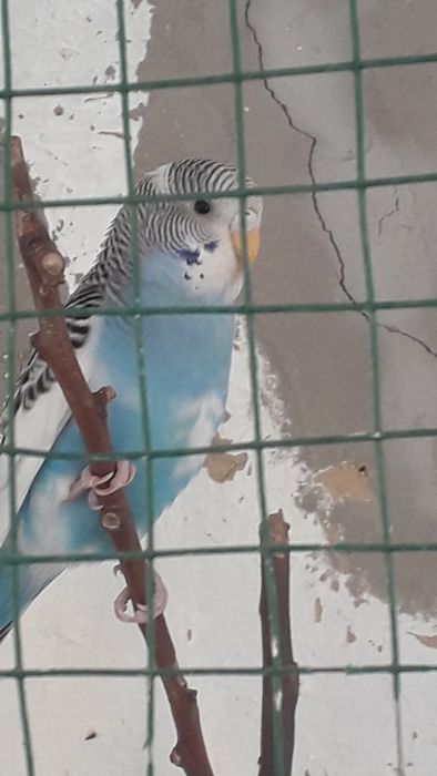 To'tiqush (turli ranglarda)