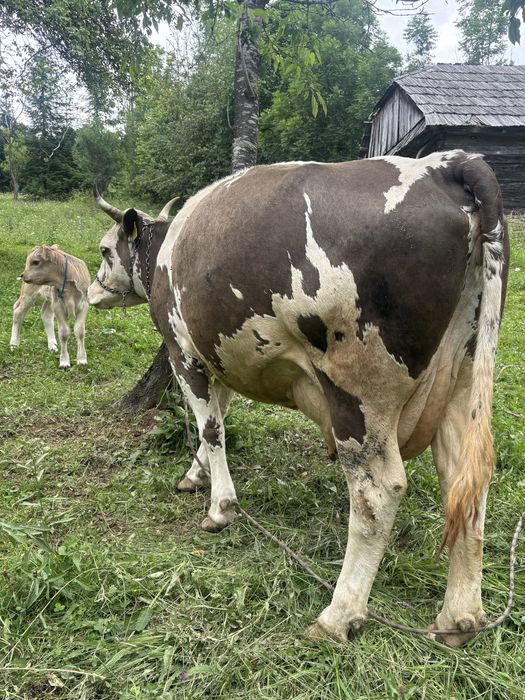 Vand vaca cu vitica