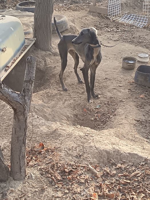 Тазы сатылады 10 аилык